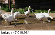 A group of geese can be observed foraging for food near a puddle in a tranquil rural setting. Стоковое фото, фотограф David Kashakhi / Фотобанк Лори