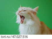 Tabby red cat on green screen isolated with chromakey, real shot. Close-up portrait of angry cat hissing and raising up two paws on the green screen. Feline with open mouth, muzzle close up. Says meow. Стоковое AI-изображение, AI-художник Марина Демидюк / Фотобанк Лори