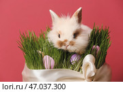 Милый кролик и трава со спрятанными пасхальными яйцами на цветном фоне. Стоковое фото, фотограф Pixel_shot / Фотобанк Лори