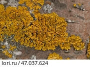 Wall Xanthoria (lat. Xanthoria parietina) is a lichen of the Telochistaceae family, a species of the Xanthoria genus on the bark of a tree. Стоковое фото, фотограф Андрей Жигальцов / Фотобанк Лори