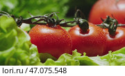 A vibrant display of Fresh Tomatoes paired with Crisp, Fresh Lettuce in a Market Setting. Стоковое видео, видеограф Владимир Ковальчук / Фотобанк Лори