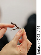 A Hand Holding a Delicate, Beautiful Brown Natural Artifact, Rich in Intricate Details. Стоковое фото, фотограф David Kashakhi / Фотобанк Лори