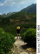 A Person Stands Overlooking Beautiful Lush Tea Plantations Nestled in Scenic Mountains. Стоковое фото, фотограф David Kashakhi / Фотобанк Лори
