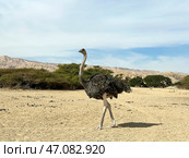 African ostrich (lat. - Struthio camelus) in the Yotvata Hai-Bar Nature Reserve. Стоковое фото, фотограф Irina Opachevsky / Фотобанк Лори