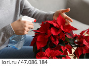 Женщина опрыскивает рождественское растение пуансеттия дома, крупный план. Стоковое фото, фотограф Pixel_shot / Фотобанк Лори