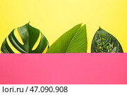 Свежие тропические листья и заглушку на цветном фоне. Стоковое фото, фотограф Pixel_shot / Фотобанк Лори