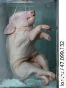 April 1, 2023. Belarus, Minsk.Exhibition of anatomical exhibits. Piglet with six legs. Exhibits of the Museum of Anthropology and Ethnography. Embryos in banks. Редакционное фото, фотограф Лазаренко Светлана / Фотобанк Лори