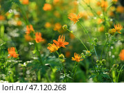 Купальница китайская (Trollius chinеnsis) цветет на лугу в Приморском крае. Стоковое фото, фотограф Римма Тельнова / Фотобанк Лори