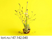 Чаша с красивой икебаной на желтом фоне. Стоковое фото, фотограф Pixel_shot / Фотобанк Лори