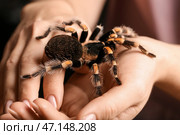 Женщина со страшным пауком-птицеедом, крупным планом. Стоковое фото, фотограф Pixel_shot / Фотобанк Лори