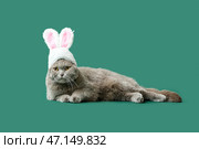 Милый шотландский вислоухий кот с кроличьими ушками на зеленом фоне. Стоковое фото, фотограф Pixel_shot / Фотобанк Лори