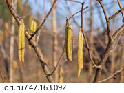 Corylus avellana, орешник обыкновенный, весенние мужские сережки орешника. Стоковое фото, фотограф Hanna Shapialevich / Фотобанк Лори
