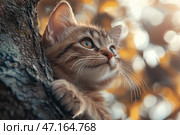 A charming kitten with soft striped fur clinging to the bark of a tree. His gaze is directed upwards, he looks curious and slightly thoughtful. Large expressive eyes reflect the light, and long white whiskers emphasize his grace. The background consists of a warm bokeh in golden and beige tones, creating a cozy, autumnal atmosphere. The kitten looks natural and harmonious among nature, conveying a feeling of lightness and coziness. Стоковое AI-изображение, AI-художник Анна Кривицкая / Фотобанк Лори