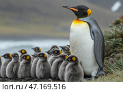 A colony of penguins against a cold coastal landscape. The focus is on an adult emperor penguin with its distinctive yellow-orange head and chest, standing next to many fluffy grey chicks. The young penguins are grouped together, creating a sense of protection and unity. The sea and snow-capped hills are visible in the background, highlighting the harsh conditions of their habitat. The atmosphere of the image is filled with calm, care and natural harmony. Стоковое AI-изображение, AI-художник Анна Кривицкая / Фотобанк Лори