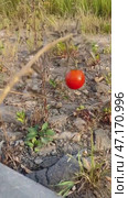 Одинокий красный плод маленького дикого помидора (solanum lycopersicum) на ветке среди бетонных блоков. Стоковое видео, видеограф Владимир Шипикин / Фотобанк Лори