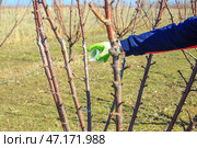 Fertilizing fruit trees. A gardener scatters nitrogen fertilizer granules on the ground near a tree in an orchard. Стоковое фото, фотограф Коханова Наталья / Фотобанк Лори