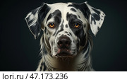 A close-up of a dog with a sharp, piercing gaze. It is a black and white spotted dog, similar to a Dalmatian, but with a longer coat, which may indicate a mix with setters or spaniels. It has deep amber eyes that contrast with its light face, and slightly drooping ears, giving it a thoughtful and wise look.The background is dark and blurry, which emphasizes the dog's expressiveness and details. The photo is done in a realistic style, with high detail in the coat, skin texture, and catchlights in the eyes. The atmosphere creates a sense of coziness, mystery, and intelligence in the dog. Стоковое AI-изображение, AI-художник Анна Кривицкая / Фотобанк Лори