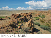 Rocky semi-desert with bushes of Caragana pygmaea in the Kosh-Agach Valley in Altai. Стоковое фото, фотограф Сергей Пристяжнюк (Serg Zastavkin) / Фотобанк Лори