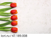 Композиция с красными цветами тюльпана на светлом фоне. Здравствуй весна. Стоковое фото, фотограф Pixel_shot / Фотобанк Лори