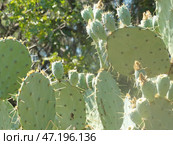 Опунция (лат. Opuntia). Крымскую популяцию опунции по праву можно считать одной из самых северных популяций кактусов в Европе. Растения прекрасно адаптированы к местному климату крымских зим. (2021 год). Стоковое фото, фотограф Сергей Елизарьев / Фотобанк Лори