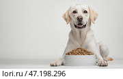 A cheerful dog sits next to a bowl filled with kibble, copy space. Радостная собака сидит рядом с миской, наполненной едой. Стоковое AI-изображение, AI-художник Katsiaryna Repich / Фотобанк Лори