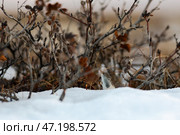 Бурозубка (Sorex). Маленькая землеройка на снегу среди кустов в тундре. Дикое животное в естественной среде обитания. Дикая природа Чукотки. Стоковое фото, фотограф Андрей Степанов / Фотобанк Лори