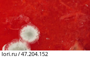 White mold on red raspberry. Стоковое видео, видеограф Потийко Сергей / Фотобанк Лори