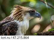 Philippine eagle. Rare or endangered animals and birds. the largest of the extant eagles. critically endangered species of eagle which is endemic to forests in the Philippines. Стоковое AI-изображение, AI-художник Анна Сивакова / Фотобанк Лори