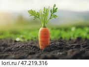 Fresh carrot sprouting from rich soil in a sunny vegetable garden during early morning. Свежая морковь прорастает из богатой почвы в солнечном огороде ранним утром. Стоковое AI-изображение, AI-художник Katsiaryna Repich / Фотобанк Лори