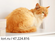 Милый забавный котик дома. Стоковое фото, фотограф Pixel_shot / Фотобанк Лори