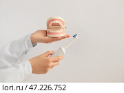 Руки дантиста с зубной щеткой и моделью челюсти на светлом фоне. Стоковое фото, фотограф Pixel_shot / Фотобанк Лори