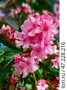 Blossoming pink flowers of oleander in garden. Стоковое фото, фотограф Яков Филимонов / Фотобанк Лори