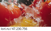 Fresh and Juicy Tomatoes are Beautifully Arranged and Proudly on Display for All to See. Стоковое видео, видеограф Владимир Ковальчук / Фотобанк Лори