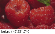 CloseUp Image of Fresh Raspberries Accompanied by Vibrant Mint Leaves for Appeal. Стоковое видео, видеограф Владимир Ковальчук / Фотобанк Лори