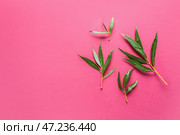 Свежие зеленые листья на цветном фоне. Стоковое фото, фотограф Pixel_shot / Фотобанк Лори