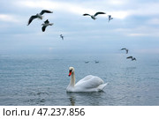 Лебедь и чайки. Стоковое фото, фотограф Андрей Рубцов / ТАСС / Фотобанк Лори