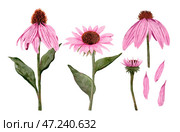Beautiful Watercolor Pink Coneflower Illustrations Perfectly Suited for Nature Themes. Стоковая иллюстрация, иллюстратор Елена Захаревич / Фотобанк Лори