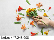 Композиция из деревянной руки и цветов альстромерии на светлом фоне. Стоковое фото, фотограф Pixel_shot / Фотобанк Лори
