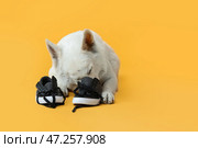Забавная озорная собака играет с туфлями на цветном фоне. Стоковое фото, фотограф Pixel_shot / Фотобанк Лори