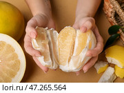 Женские руки с половинками сладких плодов помело на бежевом фоне, крупным планом. Стоковое фото, фотограф Pixel_shot / Фотобанк Лори