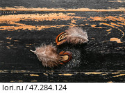 Красивые перья фазана на черном деревянном фоне. Стоковое фото, фотограф Pixel_shot / Фотобанк Лори