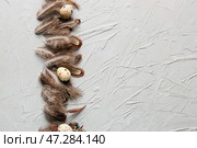 Красивые перья фазана и яйца на сером фоне. Стоковое фото, фотограф Pixel_shot / Фотобанк Лори