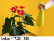 Женщина брызгает водой на красивый цветок антуриума на желтом фоне, крупным планом. Стоковое фото, фотограф Pixel_shot / Фотобанк Лори