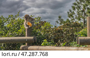 A crab-eating monkey macaca fascicularis is sitting on a log fence, holding a piece of bread in its paws. Green vegetation. Clouds in the sky. Mauritius. Стоковое фото, фотограф Вера Ивановна Кубарева / Фотобанк Лори