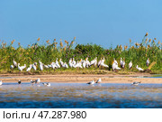 Большая стая африканских клювачей (Mycteria ibis) на берегу реки Замбези (2014 год). Стоковое фото, фотограф Анна Ефимова / Фотобанк Лори