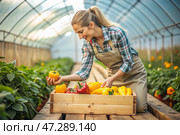 Agricultural industry. A wooden box with bell peppers in the hands of a female farmer. The gardener harvests a rich harvest in the greenhouse. Стоковое AI-изображение, AI-художник Photojuli / Фотобанк Лори