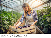 Agricultural industry. A wooden box with eggplants in the hands of a female farmer. The gardener harvests a rich harvest in the greenhouse. Стоковое AI-изображение, AI-художник Photojuli / Фотобанк Лори