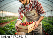 Agricultural industry. A wooden box with strawberries in the hands of a male farmer. The gardener harvests a rich harvest in the greenhouse. Стоковое AI-изображение, AI-художник Photojuli / Фотобанк Лори