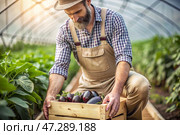 Agricultural industry. A wooden box with eggplants in the hands of a male farmer. The gardener harvests a rich harvest in the greenhouse. Стоковое AI-изображение, AI-художник Photojuli / Фотобанк Лори