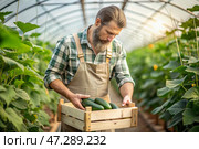 Agricultural industry. A wooden box with cucumbers in the hands of a male farmer. The gardener harvests a rich harvest in the greenhouse. Стоковое AI-изображение, AI-художник Photojuli / Фотобанк Лори